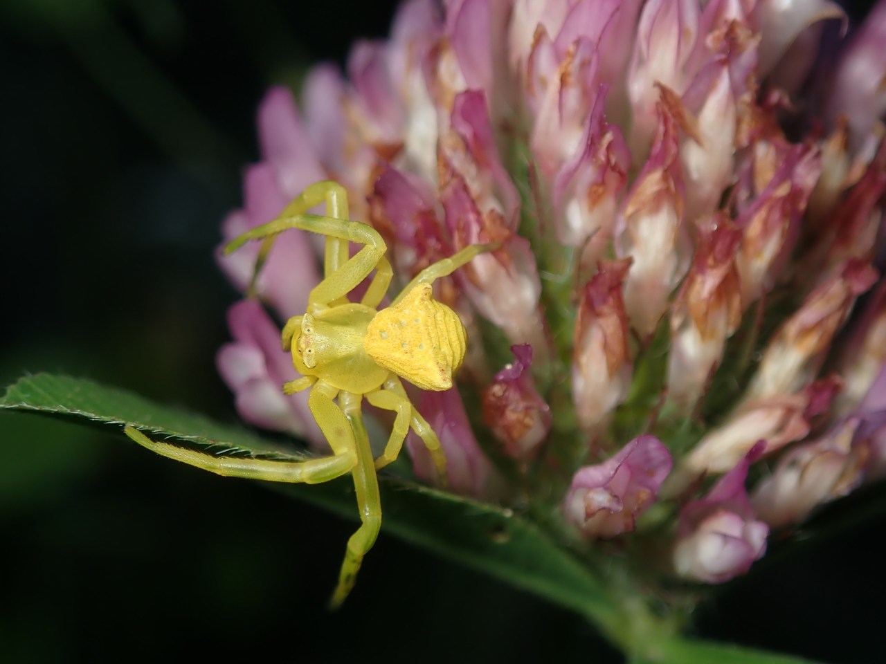 Thomisus onustus Thomisus onustus